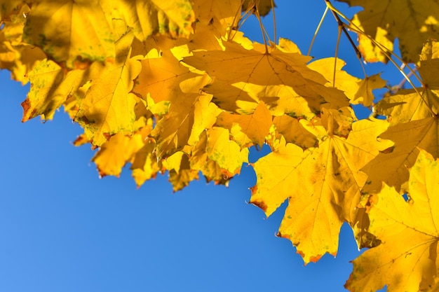 Folhas de plátano amarelas contra o céu azul Lugar para uma inscrição