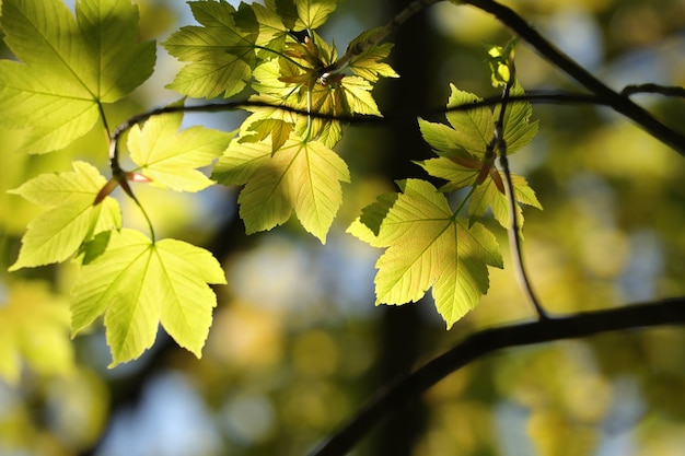 Folhas de plátano sicômoro na floresta