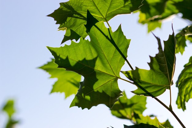 Foto folhas de plátano verdes contra o céu azul. vista de baixo