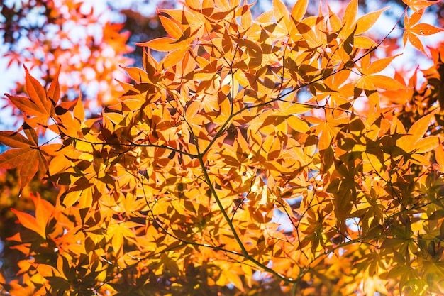 Folhas de plátano vermelhas com o céu azul borrado, tomado de Japão.