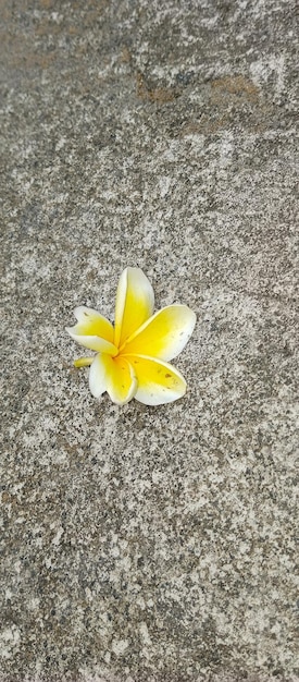 Folhas de Plumeria alba fundo de planta de chão de cimento tirado de um ângulo de close-up