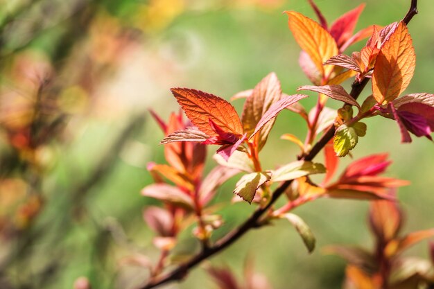 Folhas de primavera florescendo nos galhos