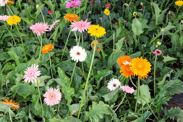 Folhas de primavera na árvore, stock photo