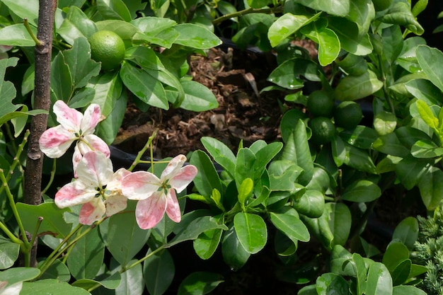 Folhas de primavera na árvore