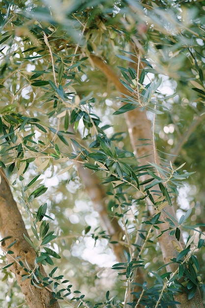 Folhas de primavera nos galhos de uma oliveira