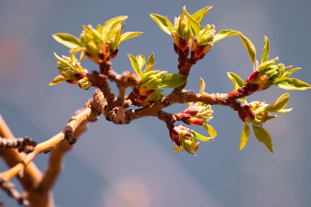 Folhas de primavera.