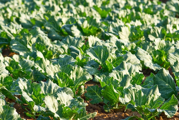 Folhas de repolho crescendo nas terras agrícolas