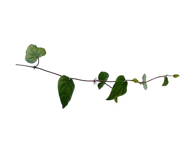 Folhas de retrofractum de Piper ou folha de java chili em fundo branco