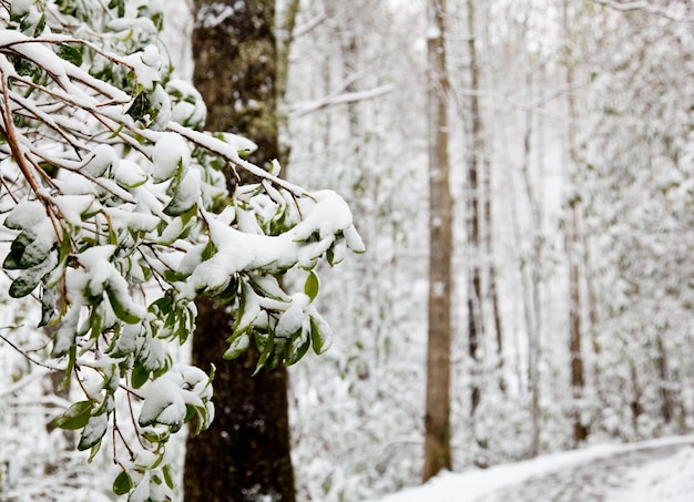 Folhas de rododendro cobertas de neve