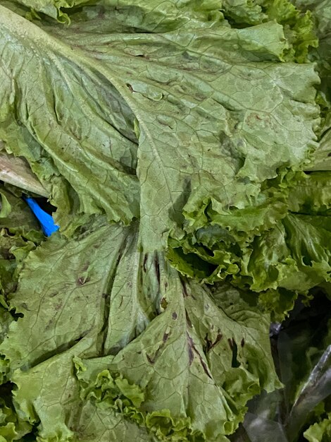 Folhas de salada de alface verde suja