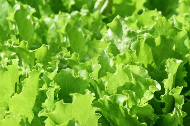 Folhas de salada verde. Salada verde fresca no jardim