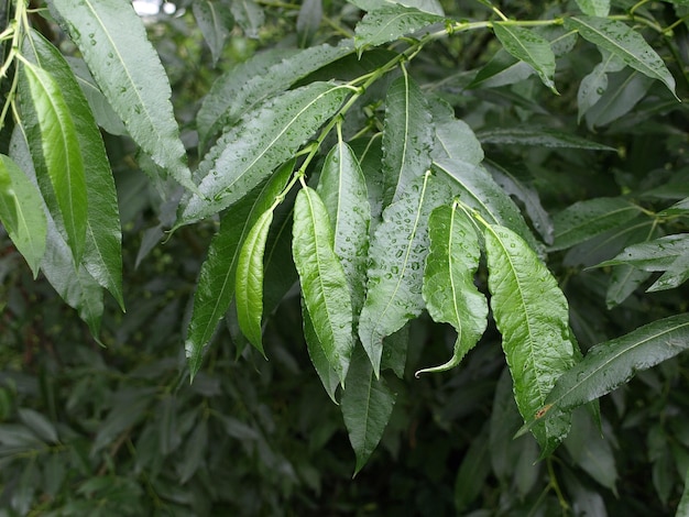 Folhas de salgueiro de fundo natural bonito em pingos de chuva