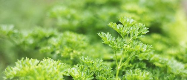 Folhas de salsa verde orgânica fresca no fundo do jardim. Close-up de plantação de hortaliças. Alimentação saudável, alimentação natural. Bandeira