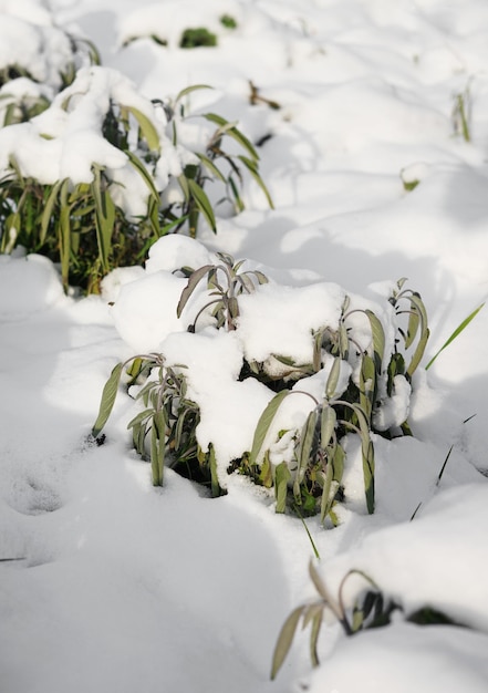 Folhas de sálvia enterradas sob flocos de neve congelados no início do inverno