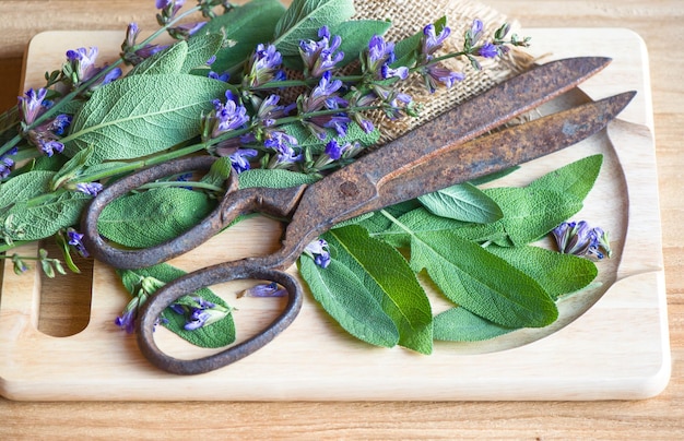 Folhas de sálvia fresca e flores com tesoura enferrujada vintage