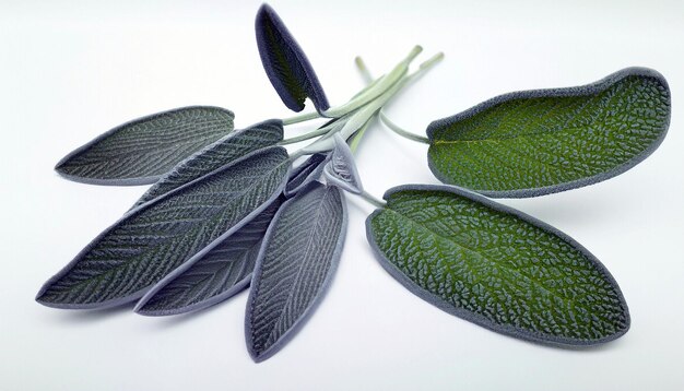 Folhas de sálvia verde de frescor vibrante em fundo branco isolado capturando a essência da natureza