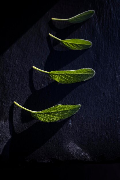 Folhas de sálvia verde fresca apenas regadas Folhas de sálvia aromáticas com fundo escuro