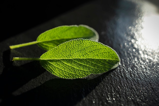 Folhas de sálvia verde fresca apenas regadas Folhas de sálvia aromáticas com fundo escuro