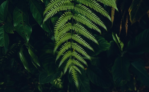 Folhas de samambaia escura no fundo da folhagem da floresta