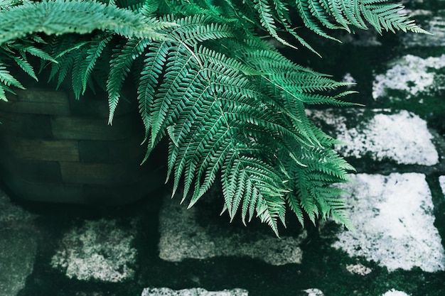 Folhas de samambaia jovens naturais perfeitas sobre fundo de paralelepípedos cinzentos antigos com musgo verde-escuro