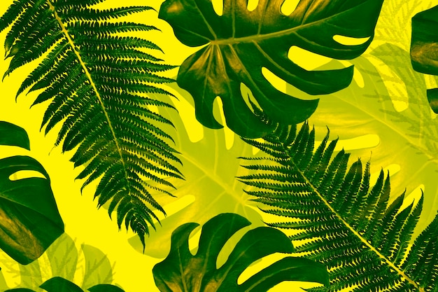 Folhas de samambaia monstera isoladas em fundo amarelo