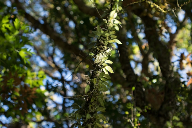 Foto folhas de samambaia na floresta afetam o sol da manhã.