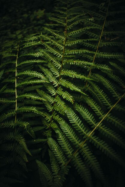 Folhas de samambaia na floresta perto de folhas de samambaia verdes escuras crescendo na floresta