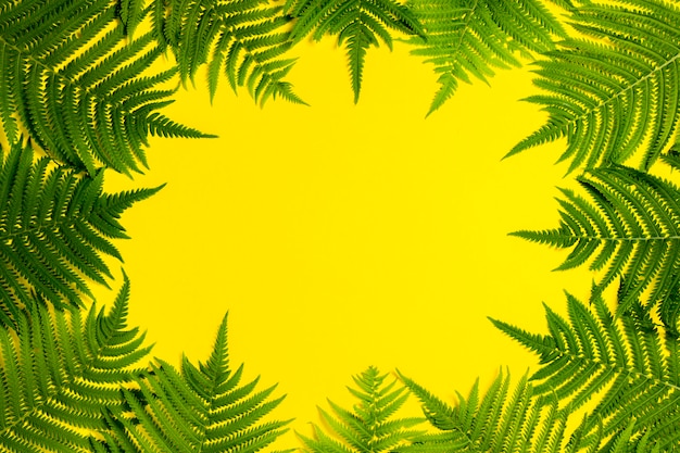 Folhas de samambaia ou palmeiras em um fundo amarelo. Conceito dos trópicos. Copie o espaço. Vista plana, vista superior