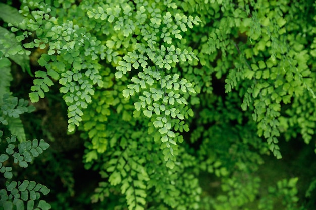 Folhas de samambaia Plantas de samambaia verde na paisagem da natureza na floresta Folhagem tropical verde fresca Paisagem da selva da floresta tropical Plantas verdes papel de parede da natureza Planta exótica da floresta Conceito de botânica