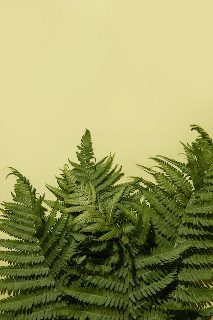 Foto folhas de samambaia sobre um fundo verde. copie o espaço