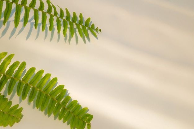 Folhas de samambaia tropical e sombra sobre fundo branco em branco no conceito de primavera verão