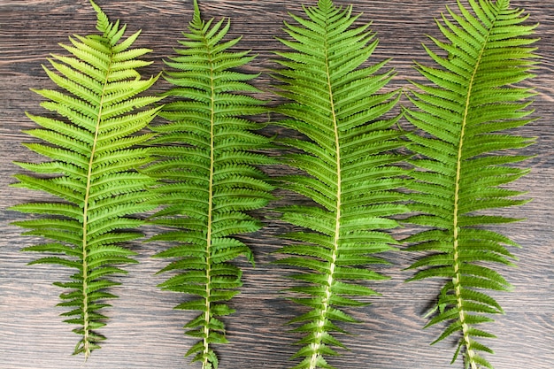 Folhas de samambaia verde em uma superfície escura de madeira