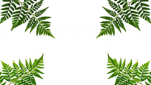 Folhas de samambaia verde isoladas em fundo branco