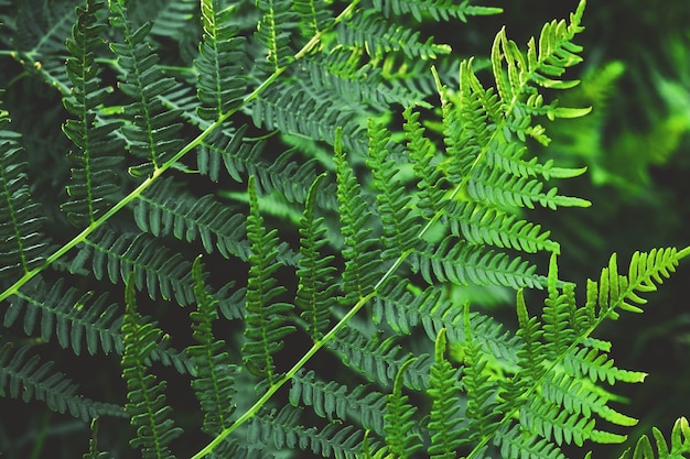 Folhas de samambaia verde padrão de fundo de vegetação bonita e papel de parede textura natural de folhagem tropical fresca cenário de ervas para design paisagem florestal natural