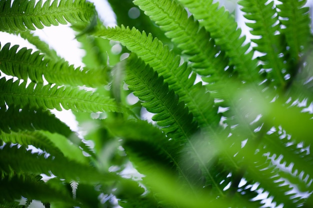 Folhas de samambaias bonitas. fundo de samambaia floral natural verde