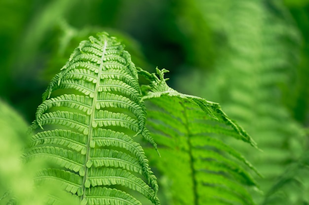 Folhas de samambaias fechadas ao ar livre Fundo natural de samambaia verde à luz do sol