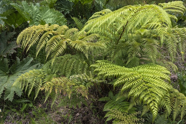 Folhas de samambaias verdes no parque durante o dia