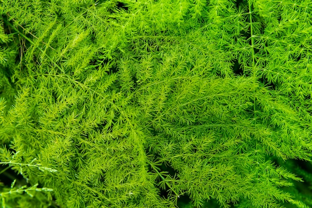 Folhas de samambaias verdes