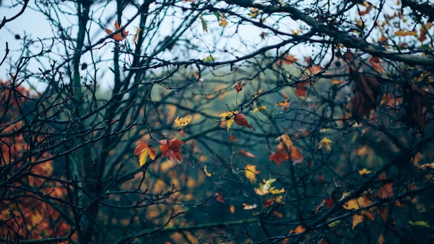Folhas de sicômoro de outono brilhante