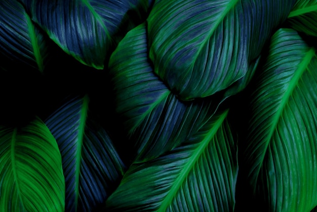 folhas de Spathiphyllum cannifolium abstrato verde escuro textura natureza fundo folha tropical