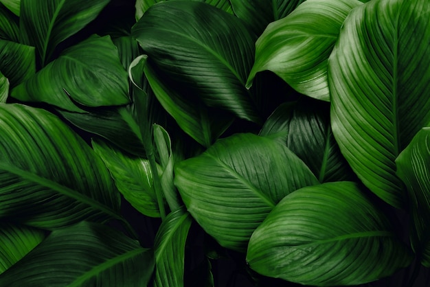 folhas de Spathiphyllum cannifolium abstrato verde escuro textura natureza fundo folha tropical