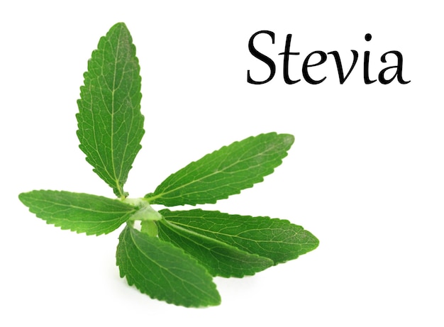 Folhas de Stevia Rebaudiana isoladas no fundo branco