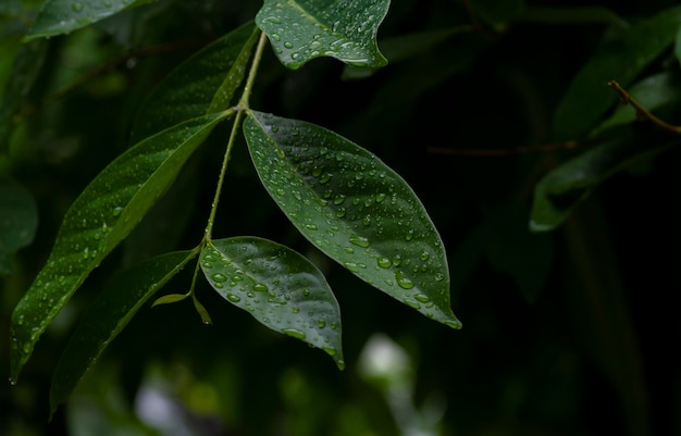 Folhas de Syzygium polyanthum com nomes comuns folha de louro indiana e folha de louro indonésia depois de chover