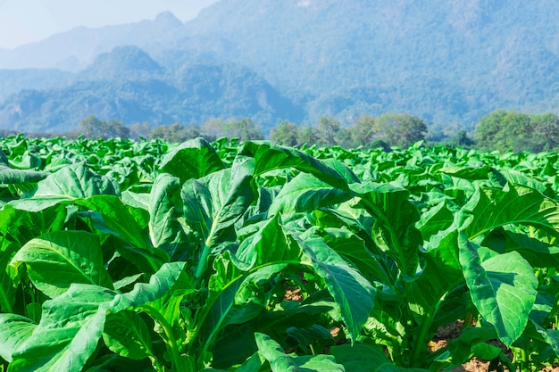 Folhas de tabaco cru em fazendas de tabaco