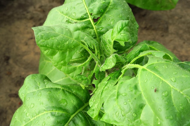 folhas de tabaco danificadas por fortes chuvas em um conceito de cultivo de tabaco de fazenda de tabaco