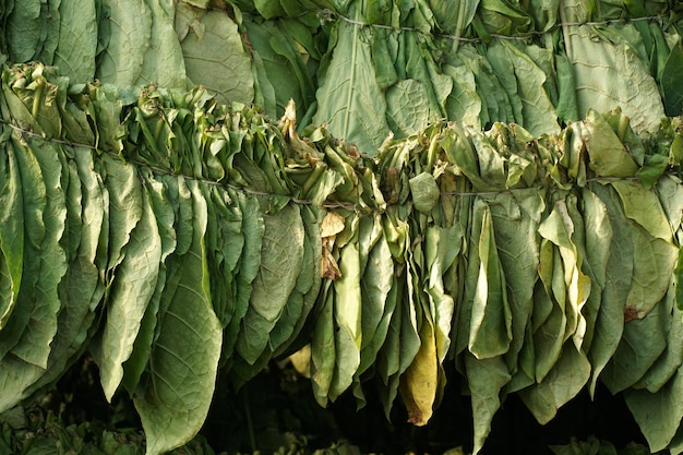 folhas de tabaco secando em um galpão