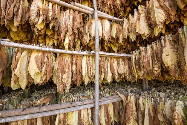 Folhas de tabaco secando no galpão.