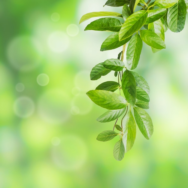 Folhas de trepadeira planta de videira