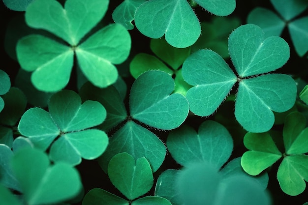 Folhas de trevo de trevo para fundo verde com trevo de três folhas St. Patrick's Day