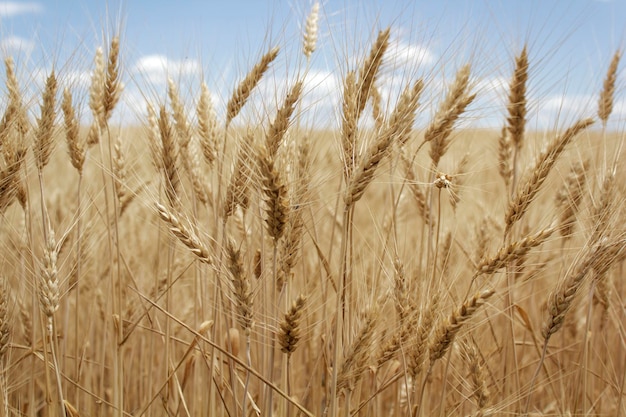 folhas de trigo no fundo de um campo dourado